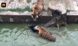 江苏动物园爆料视频大全,揭秘动物世界幕后趣闻